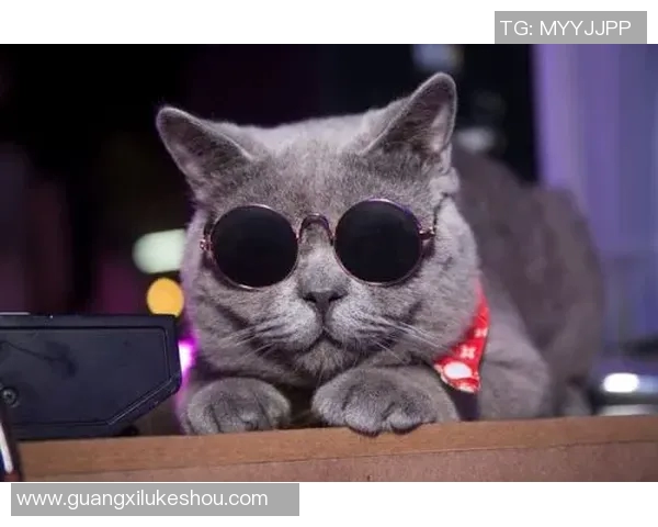 波斯野猫与坎斯大班的精彩对决与生存智慧探讨